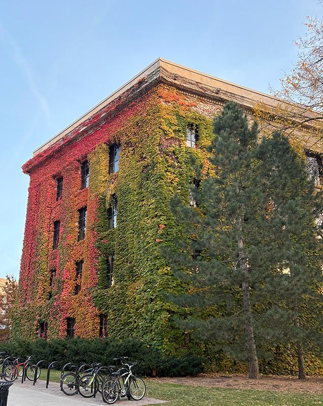 The North University Building at U-M covered in ombre colored leaves.
