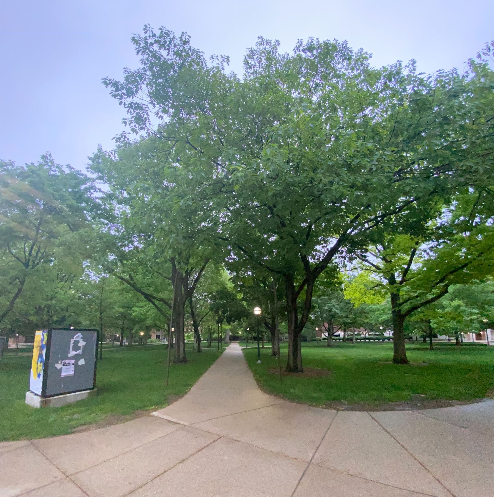 tree lined sidewalk on campus