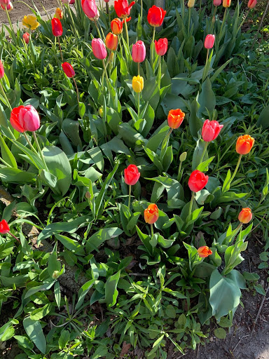 Red tulips in bloom on campus