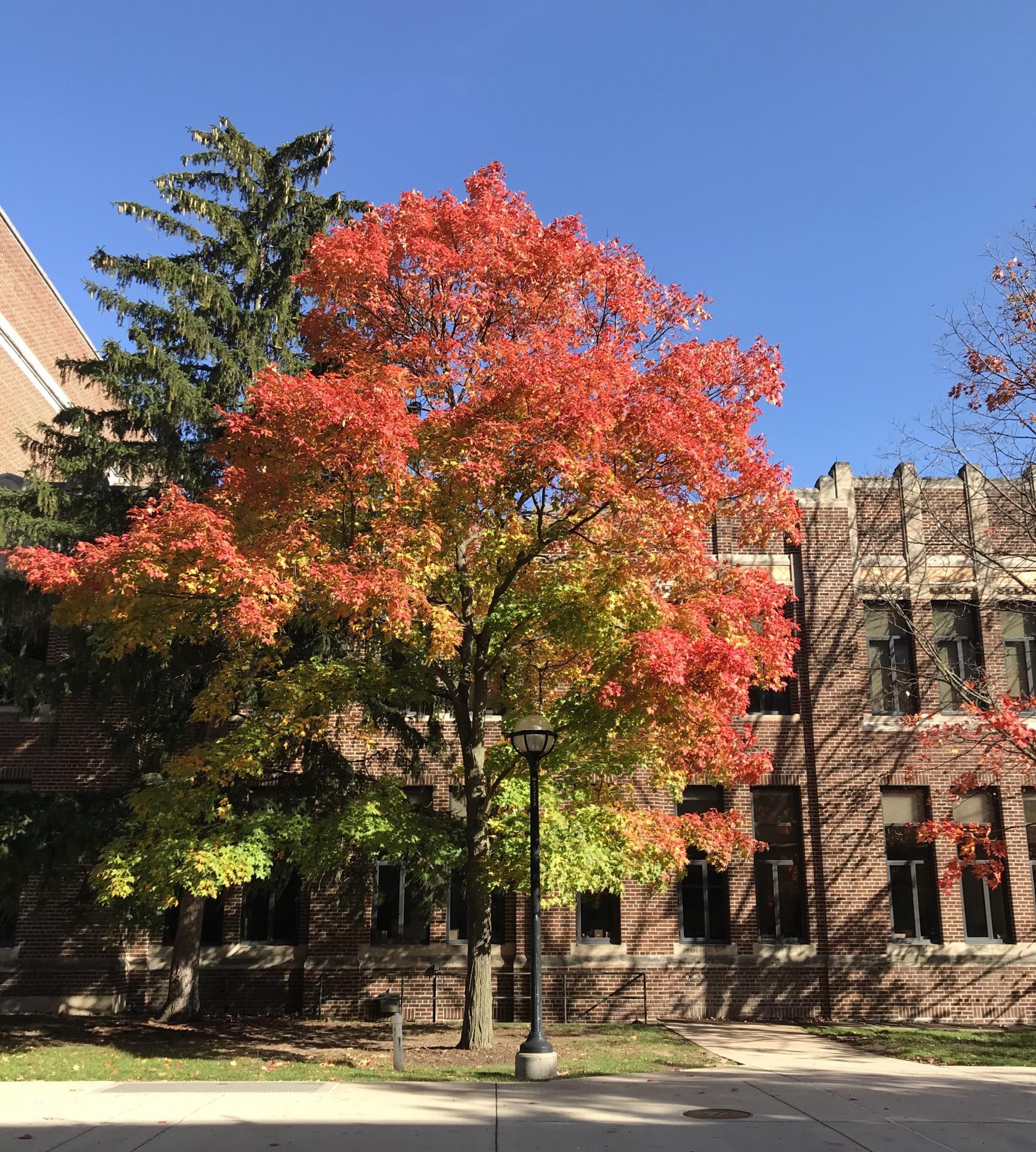tree with fall leaves outside of Lorch Hall 