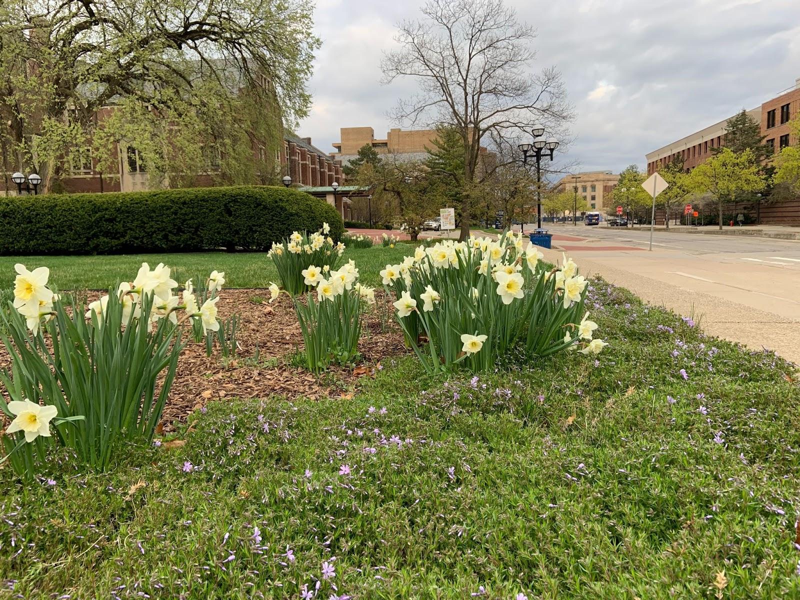 daffodils in bloom on campus