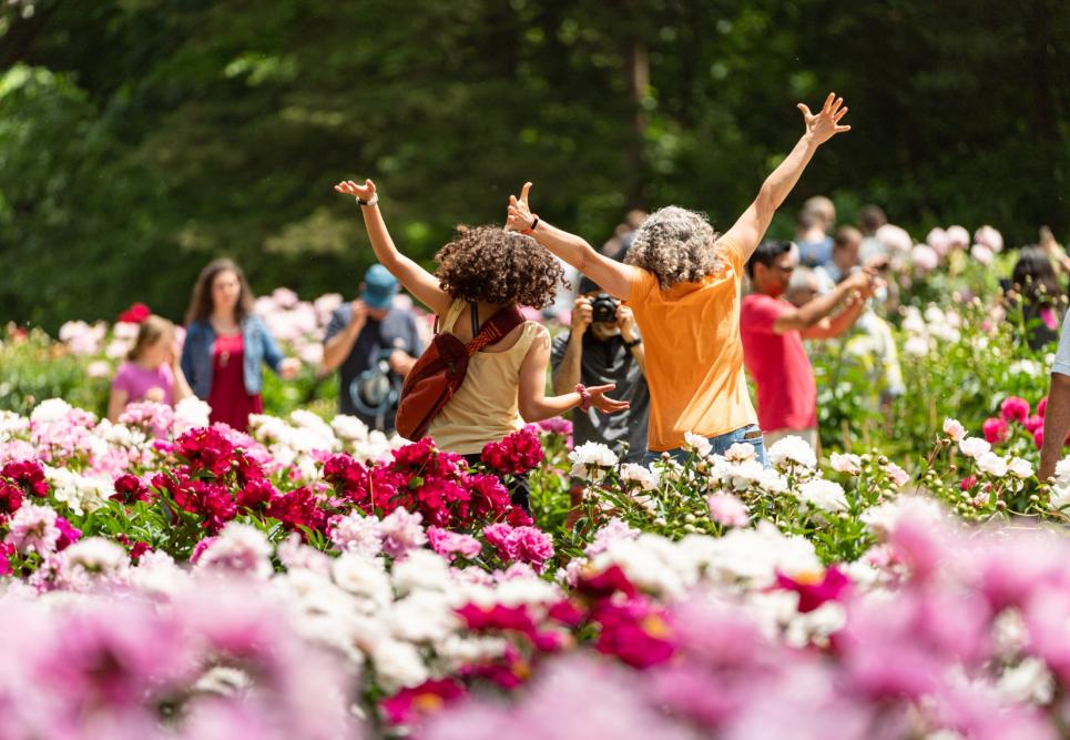 Two students celebrating amongst blooming peonies